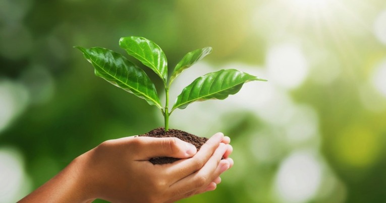 Climate Friendly Coaching Offer - You Planted a Tree