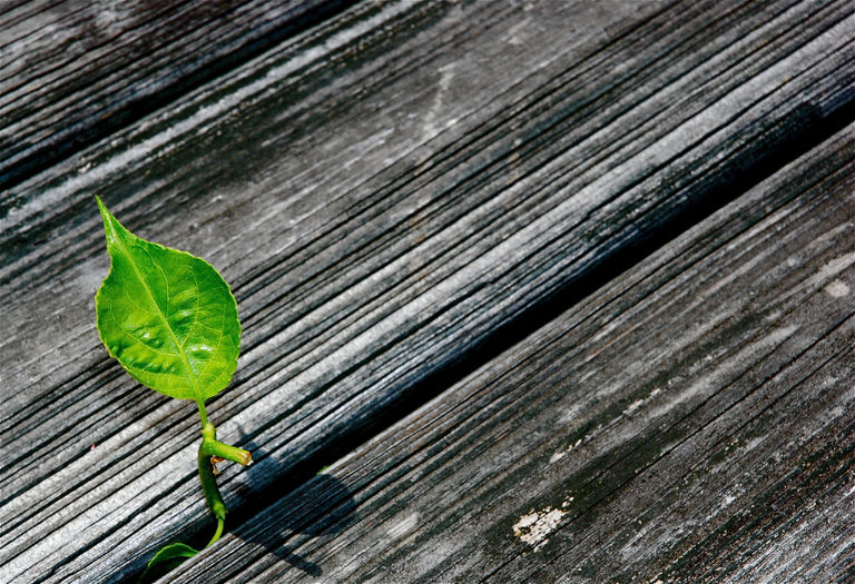 Leaf growing through boards
